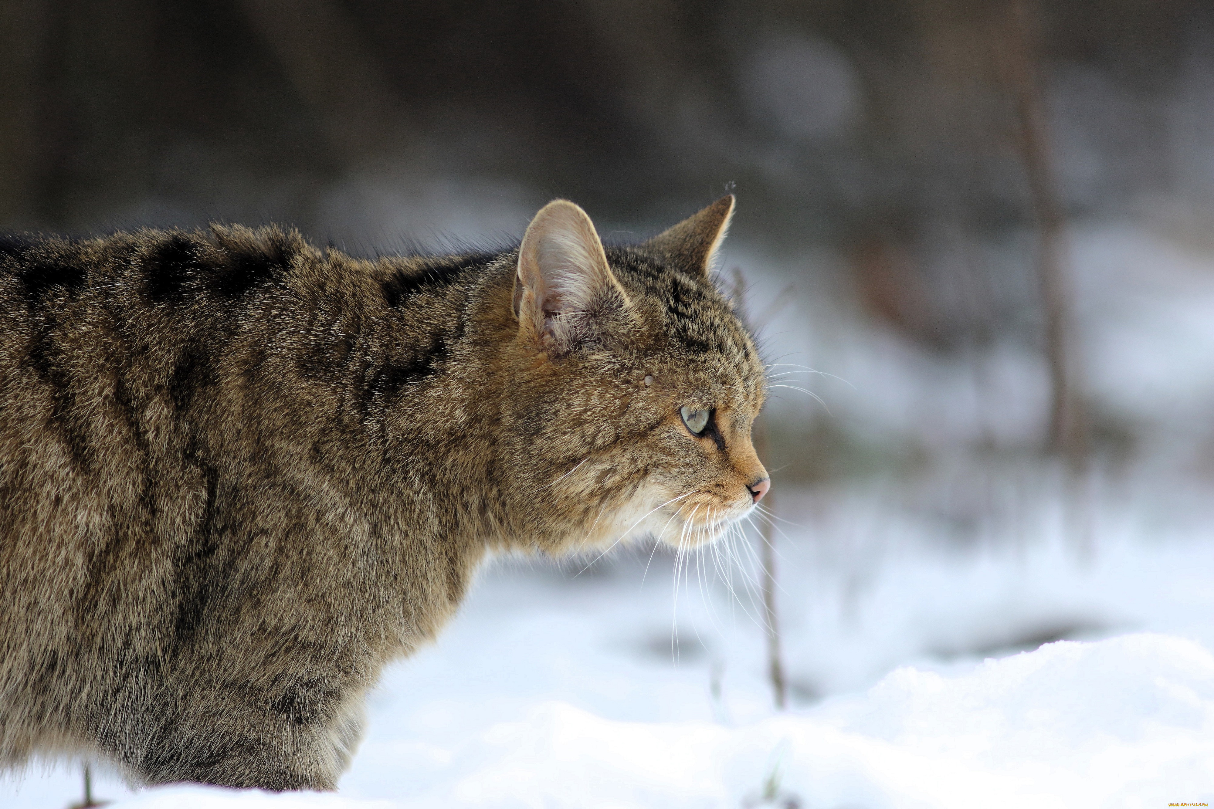 ��������, ����� �����, ���, ����, ����